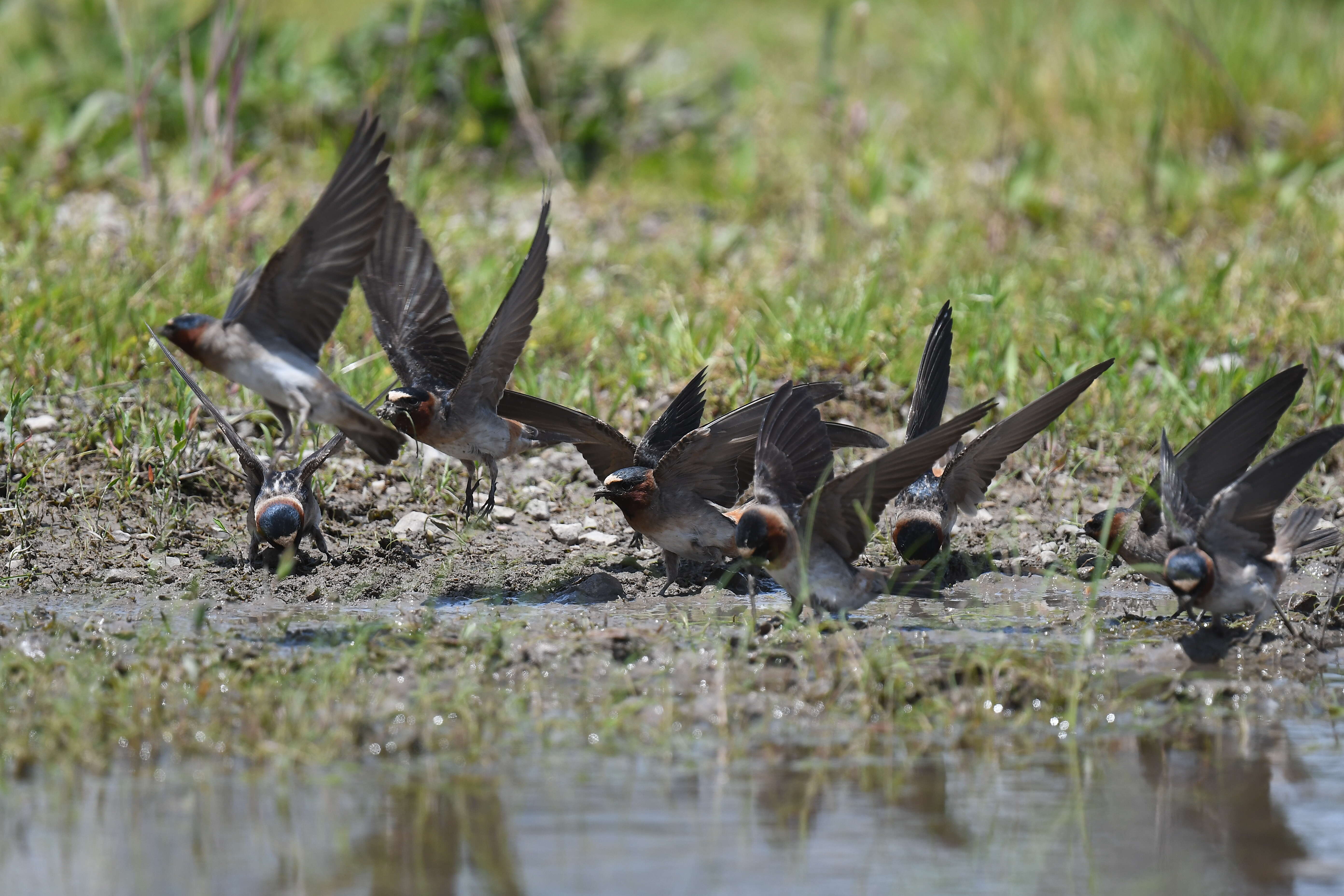 Image of American Cliff Swallow