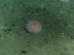 Image of fragile sea urchin