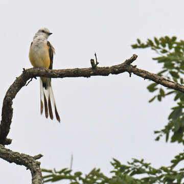 Image of Scissor-tailed Flycatcher