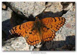 Image of Sagebrush Checkerspot