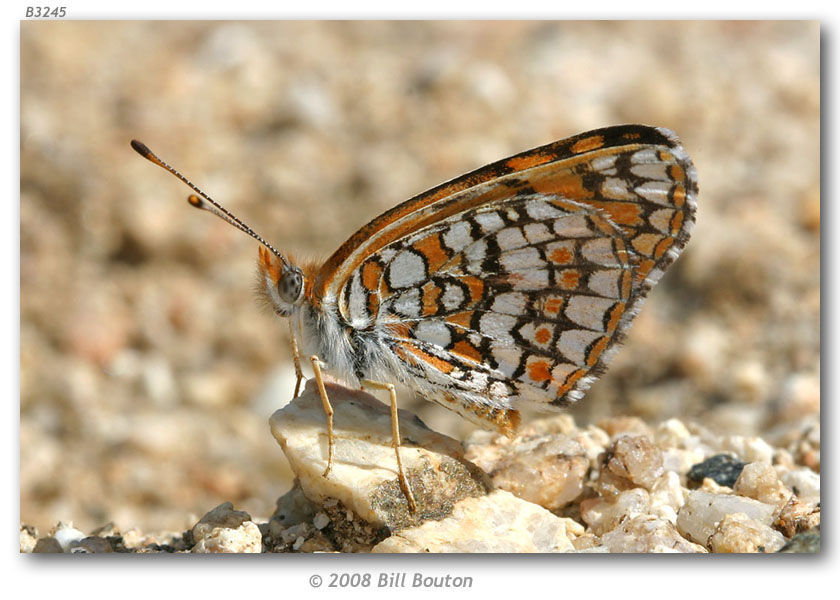 Image of Sagebrush Checkerspot