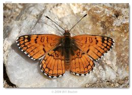 Image of Sagebrush Checkerspot