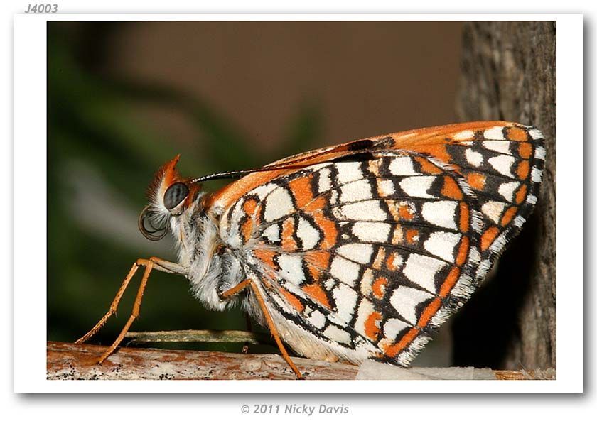 Image of Sagebrush Checkerspot