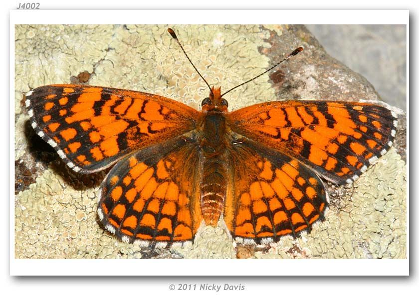 Image of Sagebrush Checkerspot