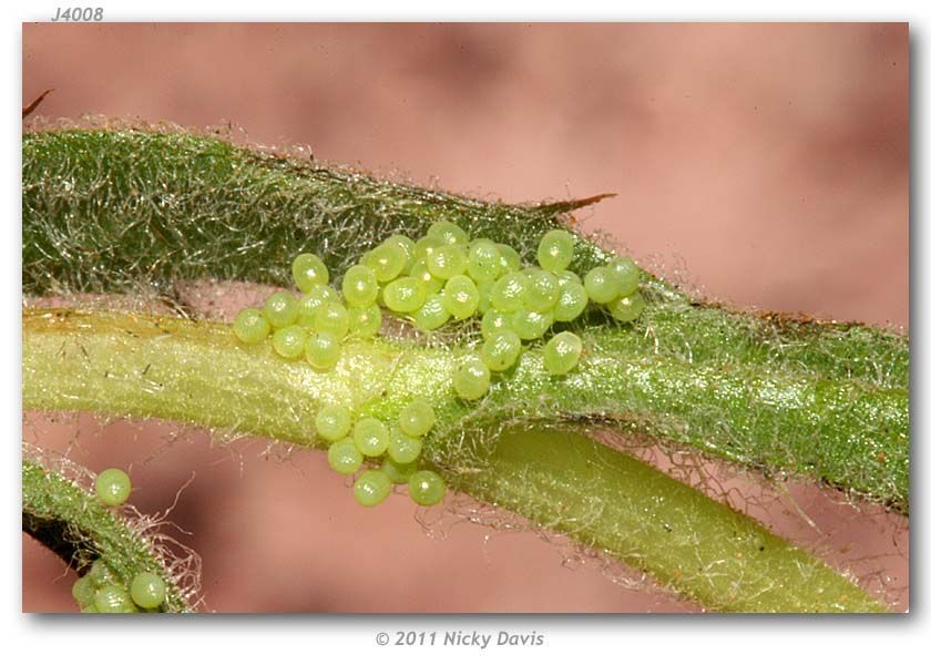 Image of Sagebrush Checkerspot