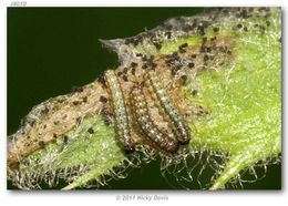 Image of Sagebrush Checkerspot