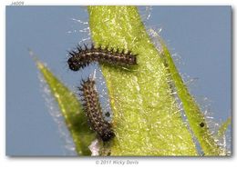 Image of Sagebrush Checkerspot