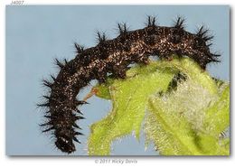 Image of Sagebrush Checkerspot