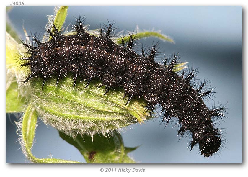 Image of Sagebrush Checkerspot