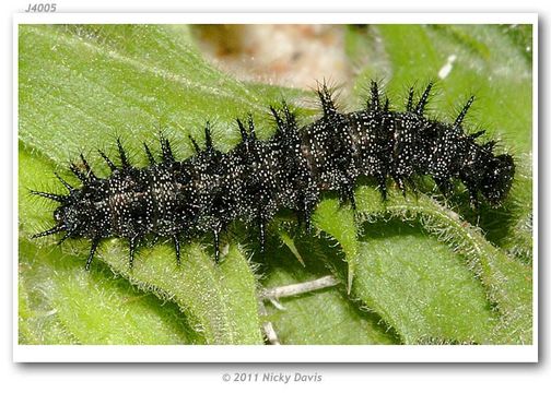 Image of Sagebrush Checkerspot