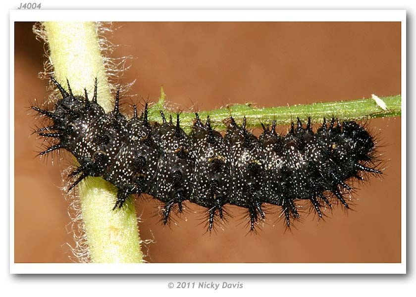 Image of Sagebrush Checkerspot