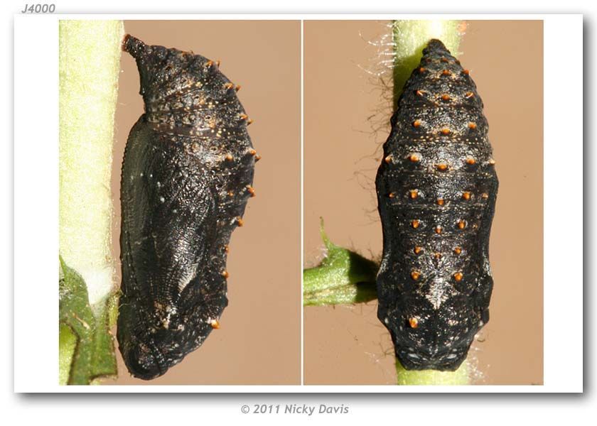 Image of Sagebrush Checkerspot