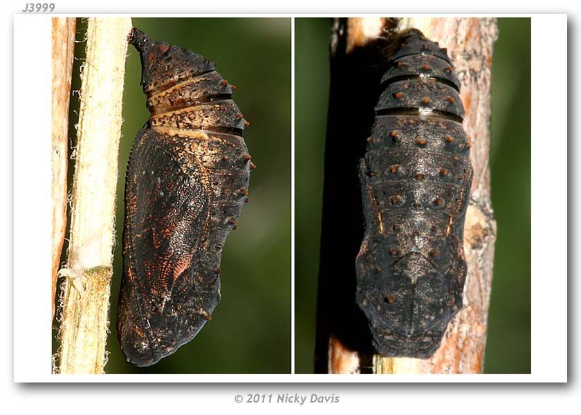 Image of Sagebrush Checkerspot