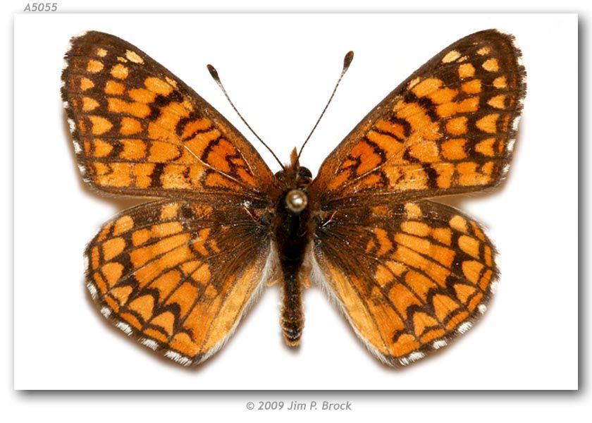 Image of Sagebrush Checkerspot