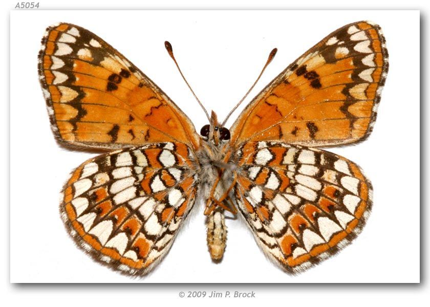 Image of Sagebrush Checkerspot