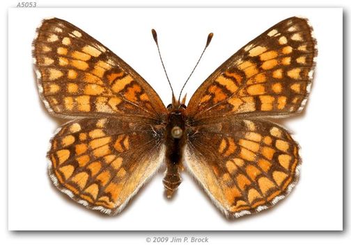 Image of Sagebrush Checkerspot