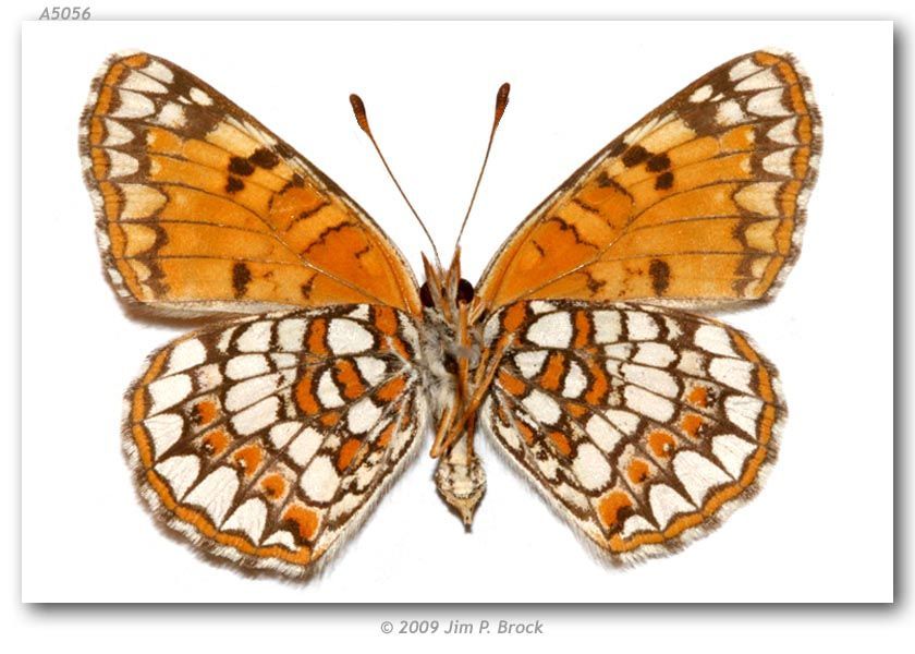 Image of Sagebrush Checkerspot