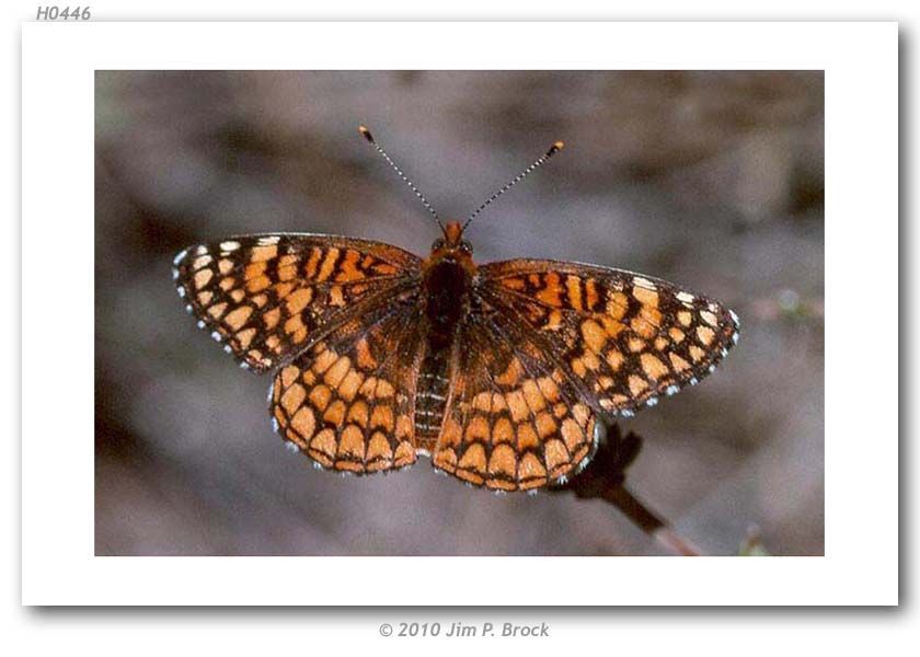 Image of Sagebrush Checkerspot