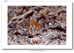 Image of Sagebrush Checkerspot