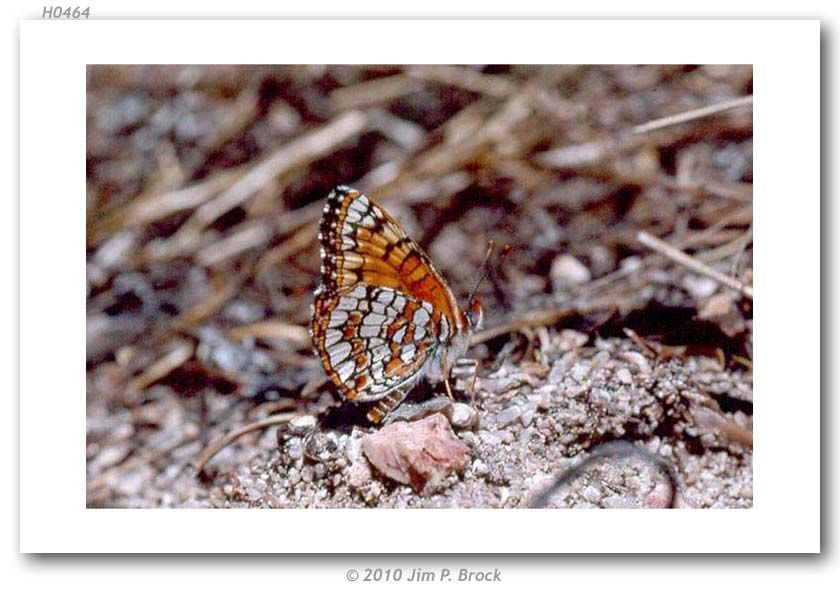 Image of Sagebrush Checkerspot