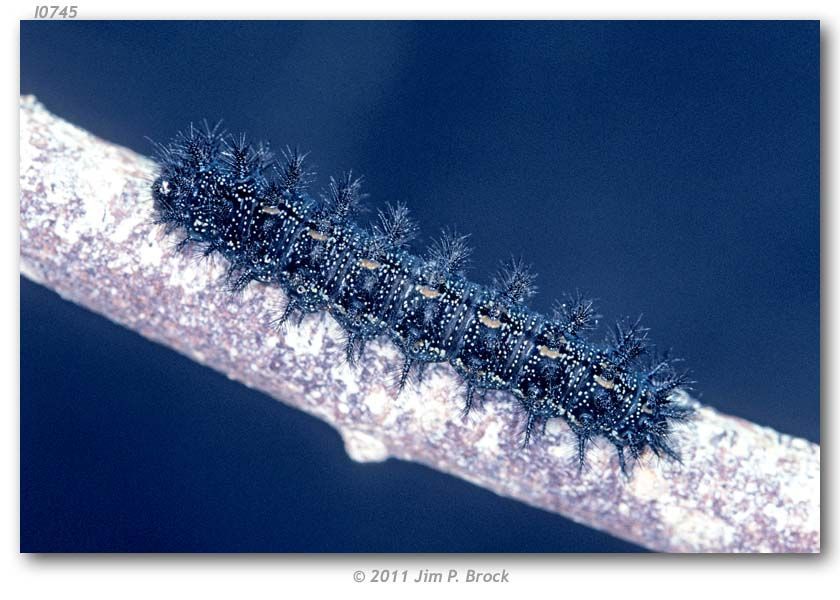 Image of Sagebrush Checkerspot