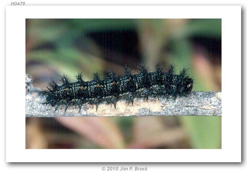 Image of Sagebrush Checkerspot