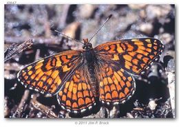 Image of Patches, Checkerspots