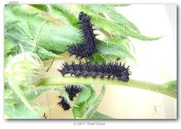 Image of Patches, Checkerspots