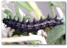 Image of Patches, Checkerspots