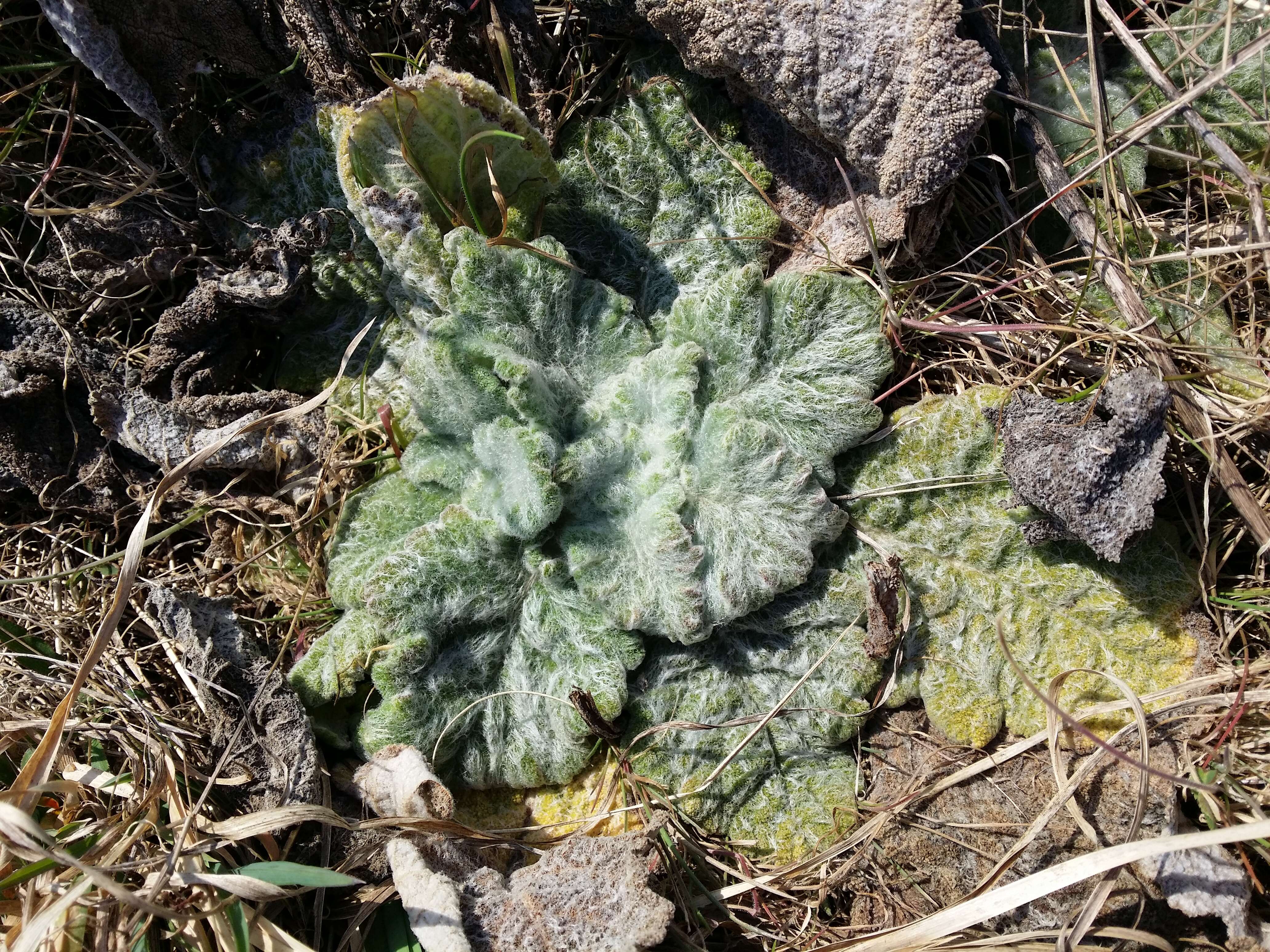 Sivun Salvia aethiopis L. kuva