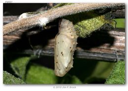 Image de <i>Chlosyne californica</i> (W. G. Wright 1905)