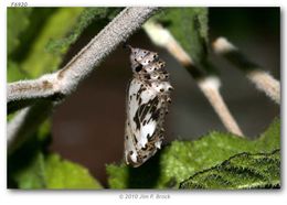 Image de <i>Chlosyne californica</i> (W. G. Wright 1905)