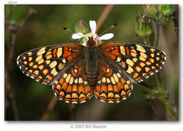 Image of Gabb's Checkerspot