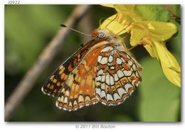 Image of Gabb's Checkerspot