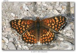 Image of Gabb's Checkerspot