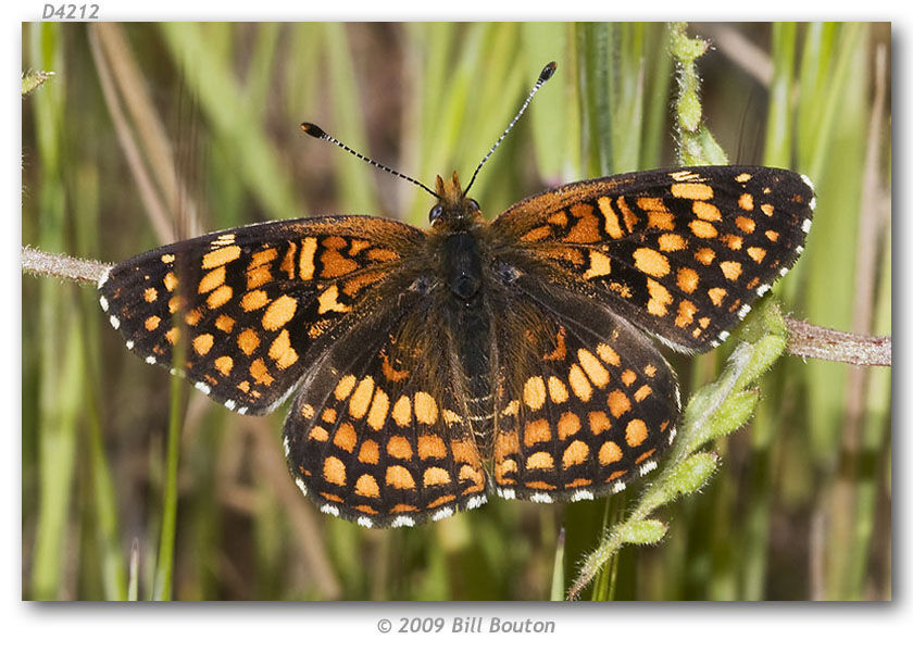 Image of Gabb's Checkerspot