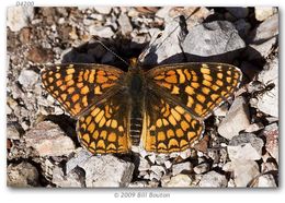 Image of Gabb's Checkerspot