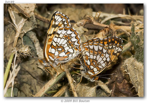 Image of Gabb's Checkerspot