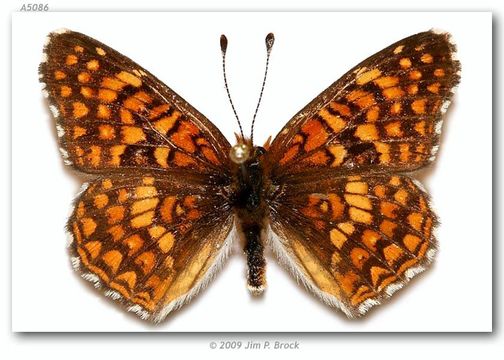 Image of Gabb's Checkerspot