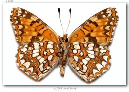 Image of Gabb's Checkerspot