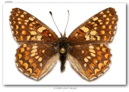 Image of Gabb's Checkerspot