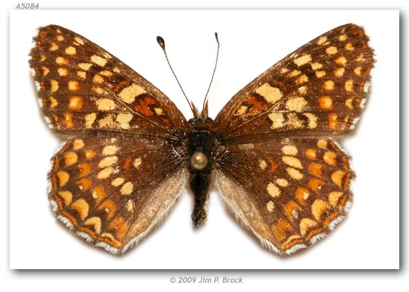 Image of Gabb's Checkerspot