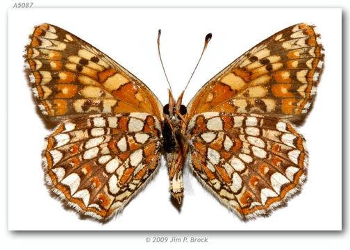 Image of Gabb's Checkerspot