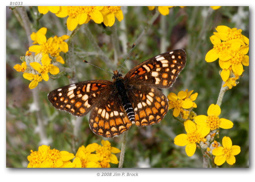 Image of Gabb's Checkerspot