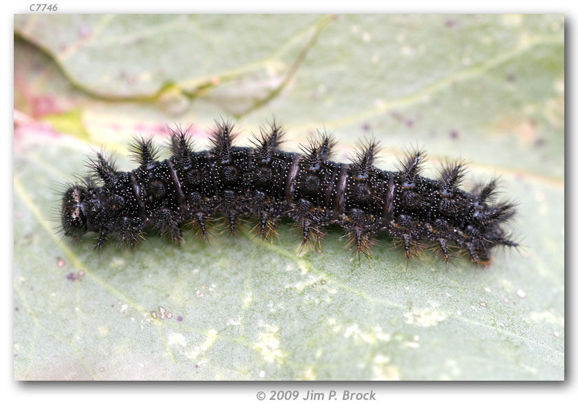 Image of Gabb's Checkerspot