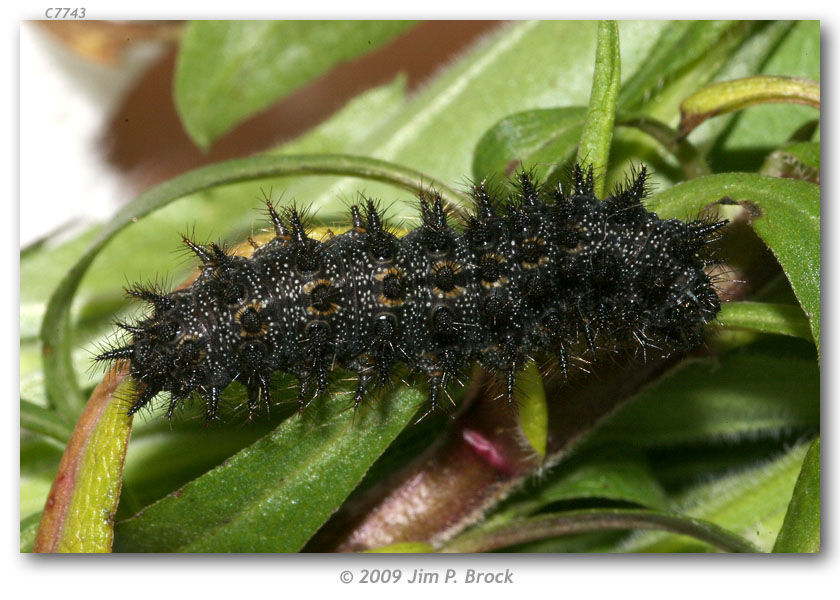 Image of Gabb's Checkerspot