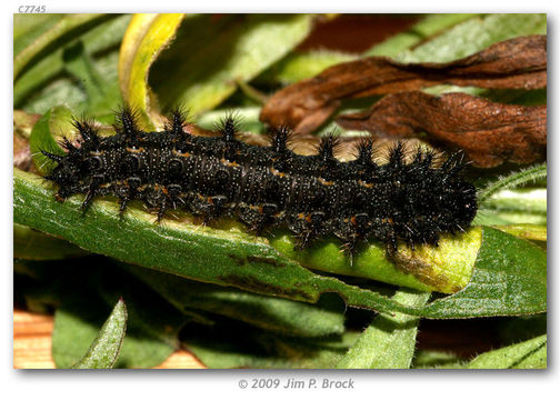 Image of Gabb's Checkerspot