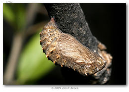 Image of Gabb's Checkerspot