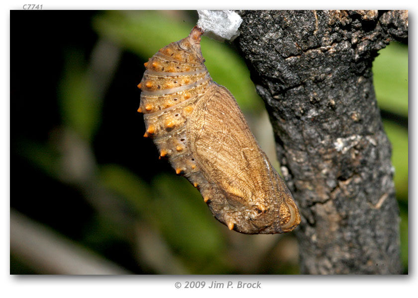 Image of Gabb's Checkerspot