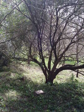 Plancia ëd Olea europaea subsp. cuspidata (Wall. & G. Don) Cif.